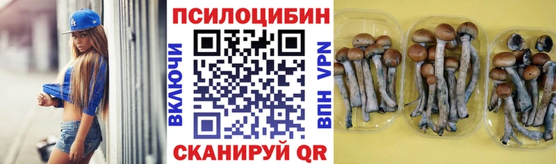 кракен зеркало  купить   Острогожск  Псилоцибиновые грибы Magic Shrooms 